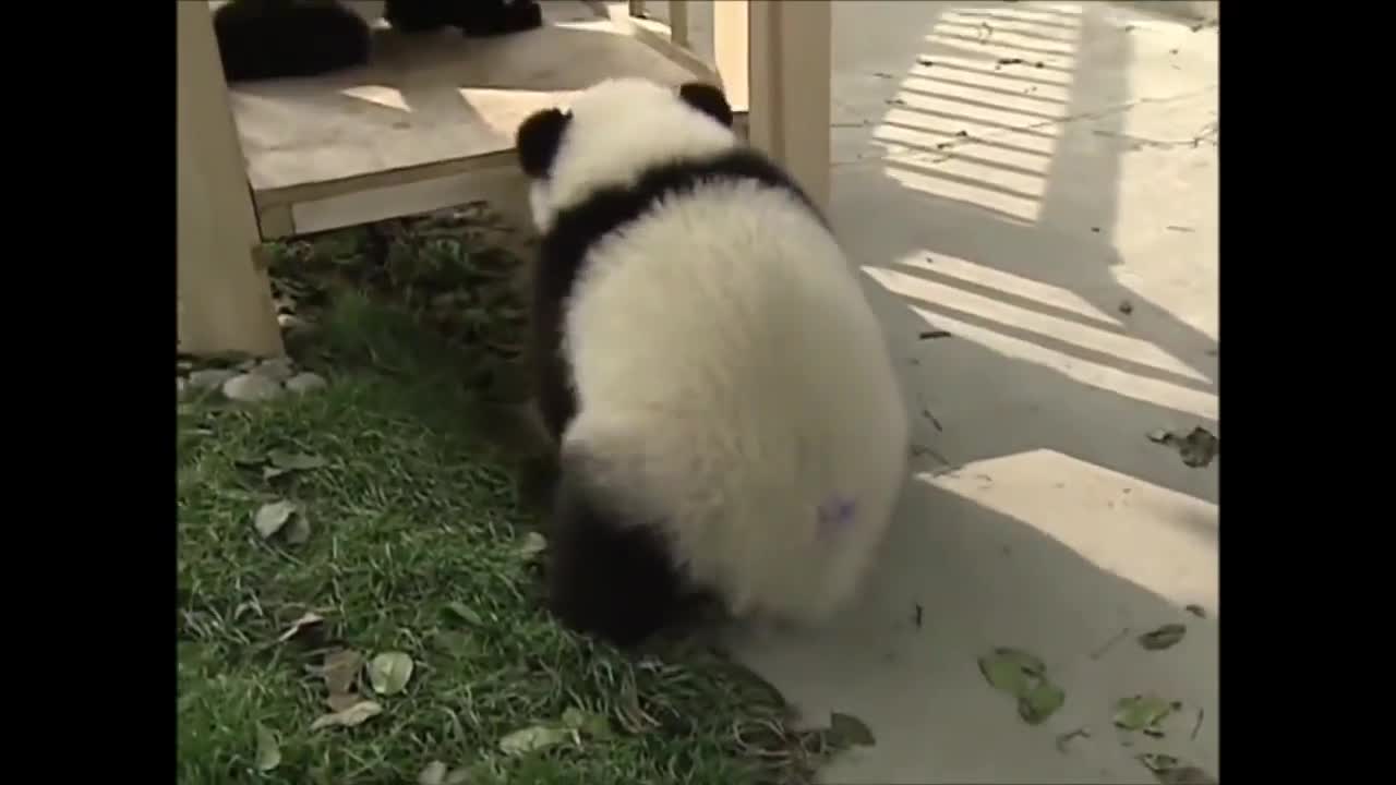 Cute pandas playing ❥ ❥ ❥