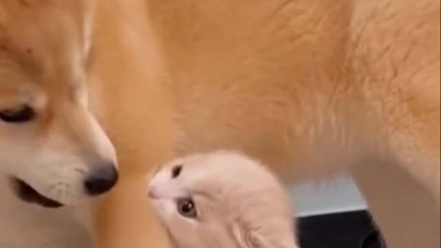 Cheeky cat - helpless dog :D