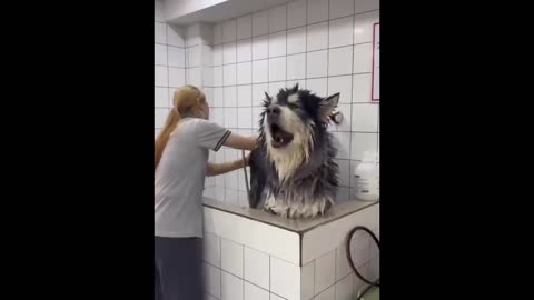 New funny animals funniest cats and dogs 😂