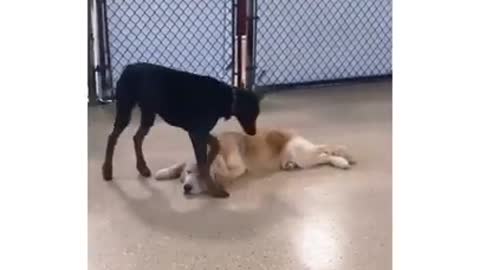 Dog's Friendship is Melting Me