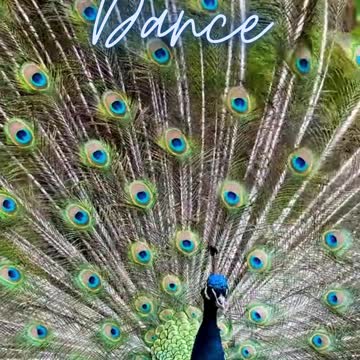 Dancing Male Peacock(Bird) … Nature Love