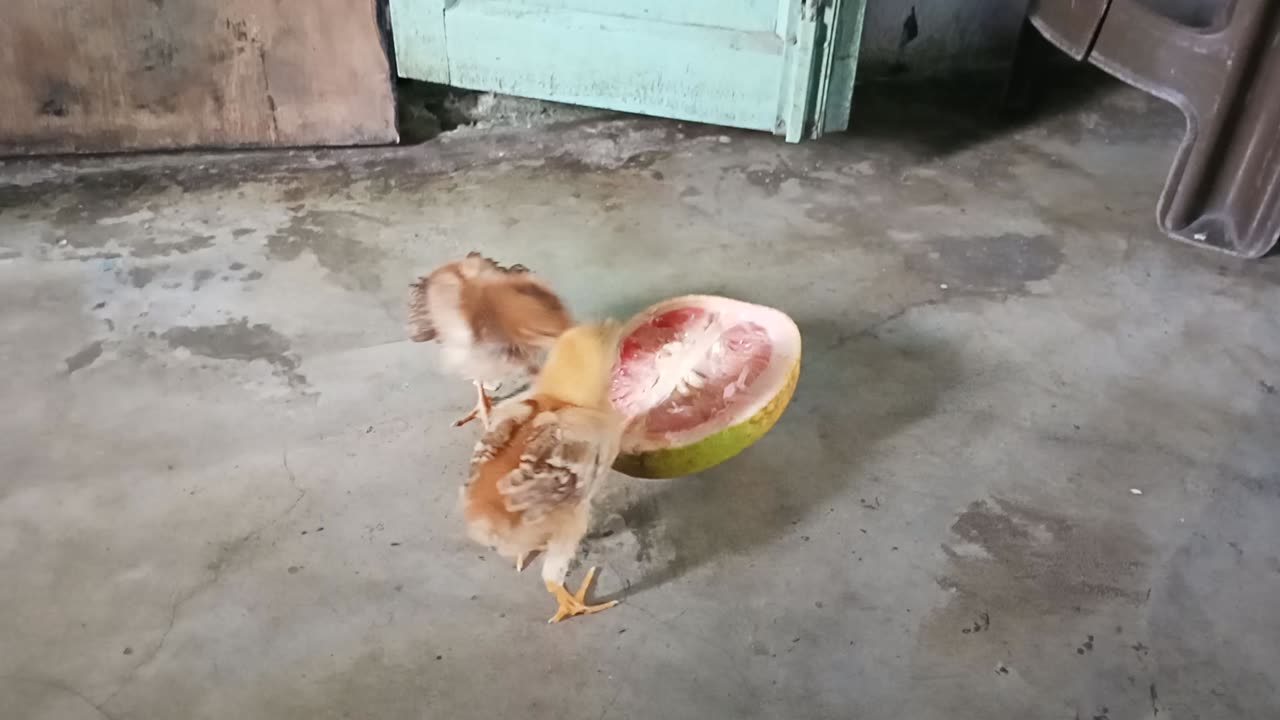 chicks eating and playing together