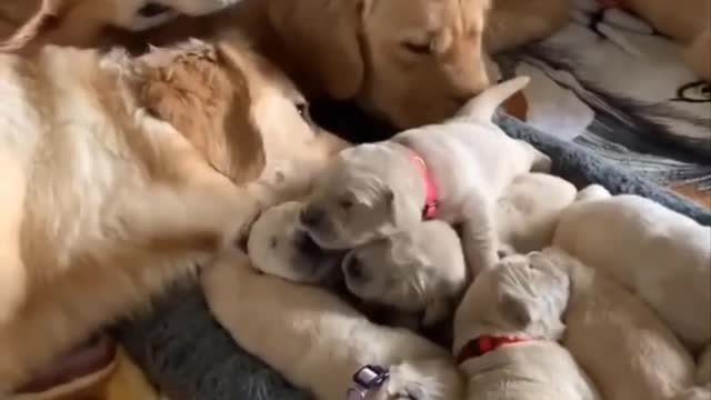 cute puppies