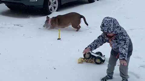 Newfoundland adorably compete for treats