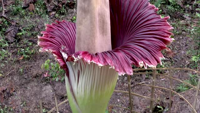 World's Most Spectacular Plants
