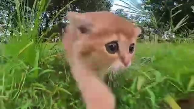 A cute kitten running across the grass