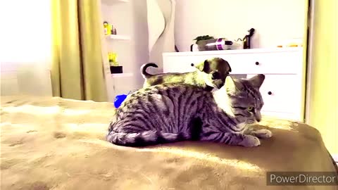 Cat omg reaction funny moment baby cat