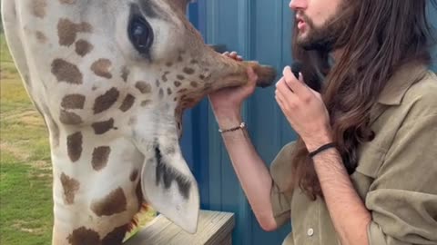 FUNNY GIRAFFEE