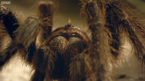 Don't Lose Your Head! Tarantula Mating | Wild Patagonia | BBC Earth