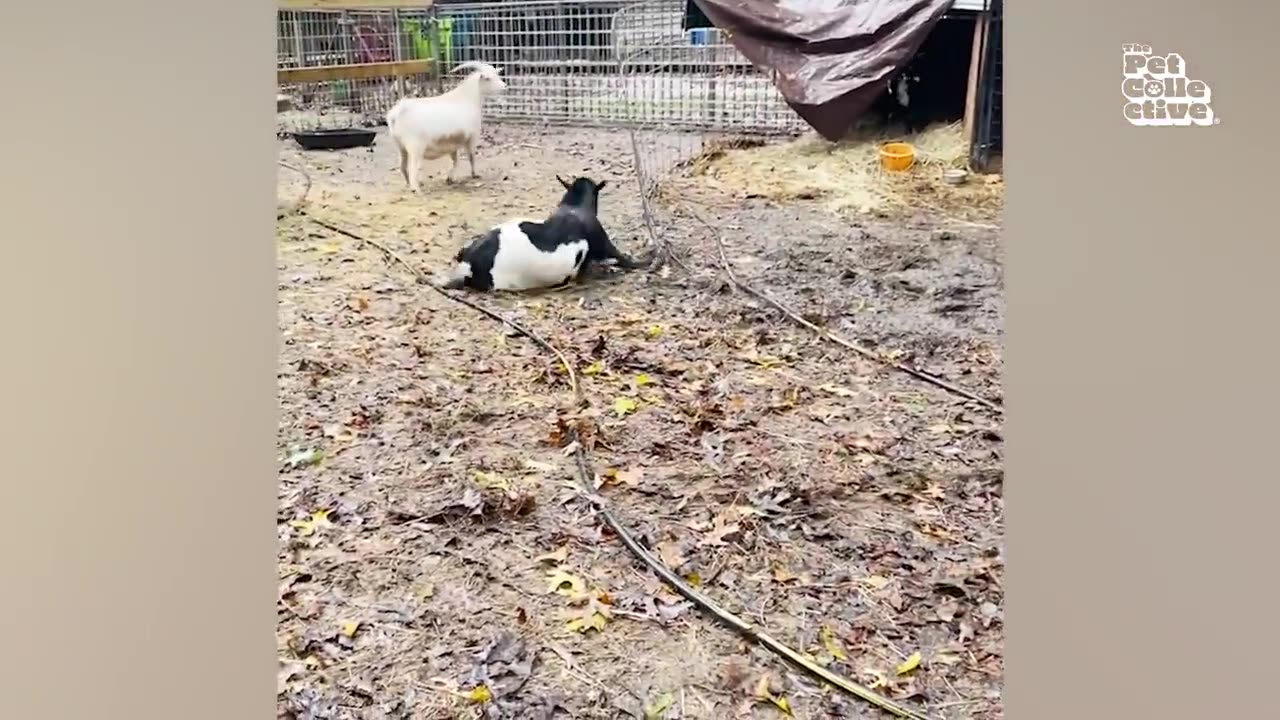 Funniest farm animal video