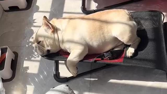 Suddenly looking back, I found that there were cats and dogs