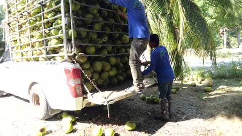 3 Second Coconut Cutting! New Technology of Making Coconut Water in Mass Production | Thai Factory