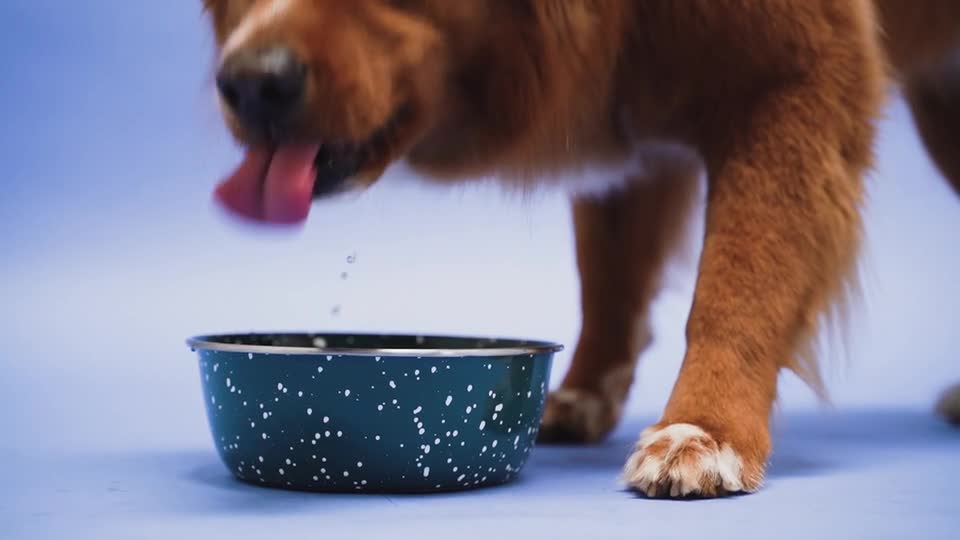 Water drinking dog