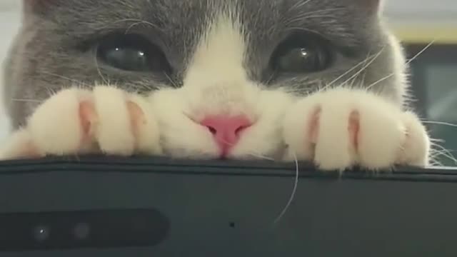 Aww Cute Cats Videos Funny Animals Compilationš¹ Try Not To Laugh Challenge