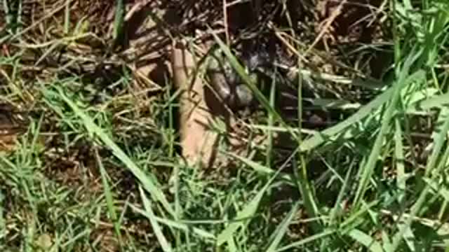 Short video sweet snake couple