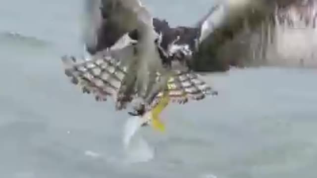 Wild Seagull Tries To Have Conversation With Unimpressed Cat