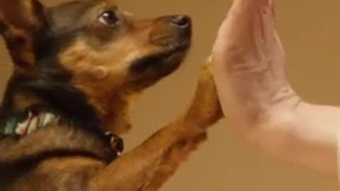 Aww Best Dogs💕 Training | Dog hand shake 🤗 Funny videos #shorts