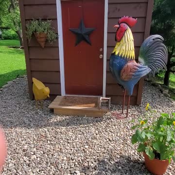 My mothers New chickens hens roosters