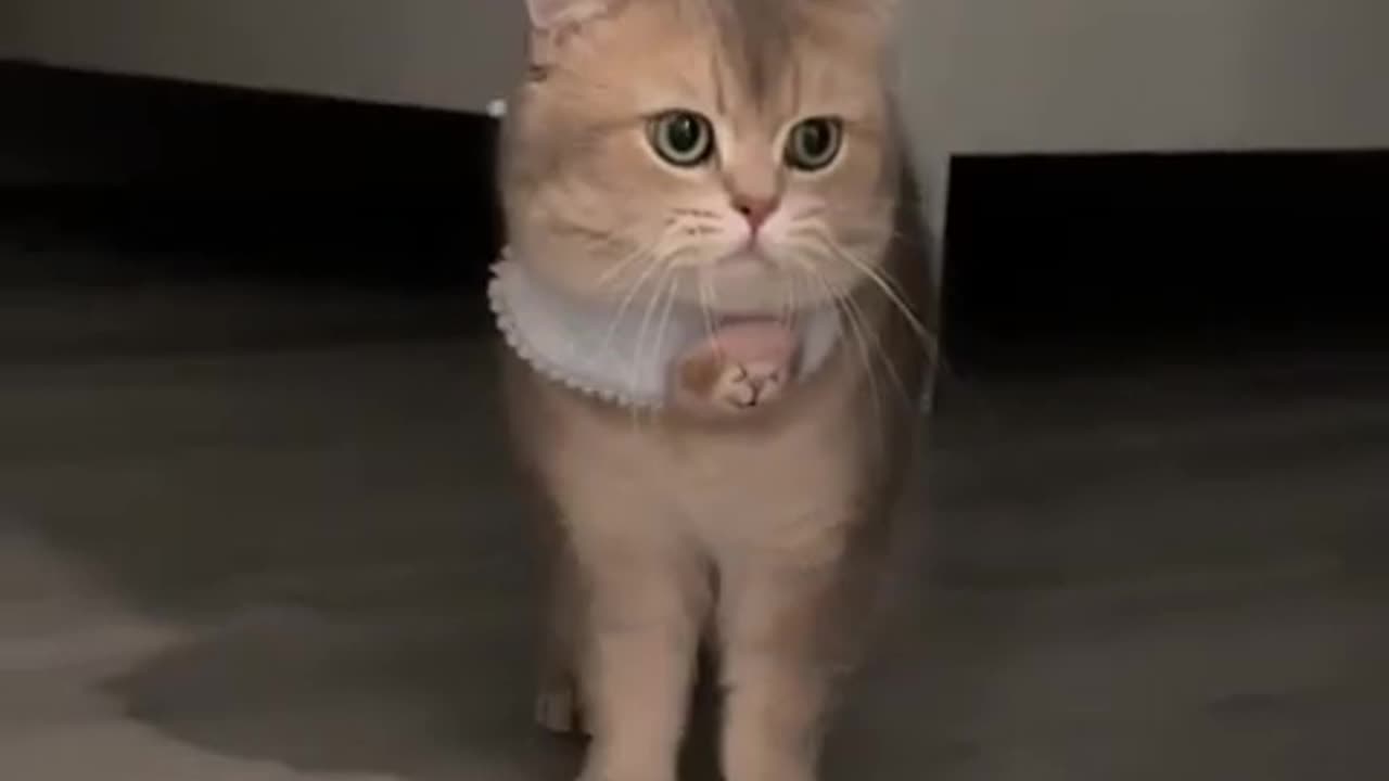 Cat meowing to attract cats