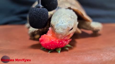 a turtle eats a strawberry berry ASMR