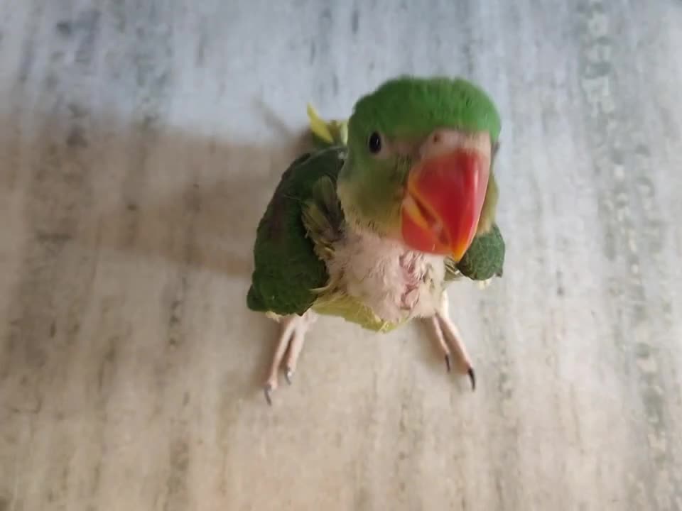 Parrot