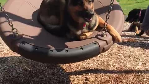 German shepherd red collar tire swing