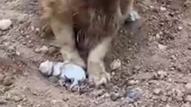 The most beautiful video about mum dogs