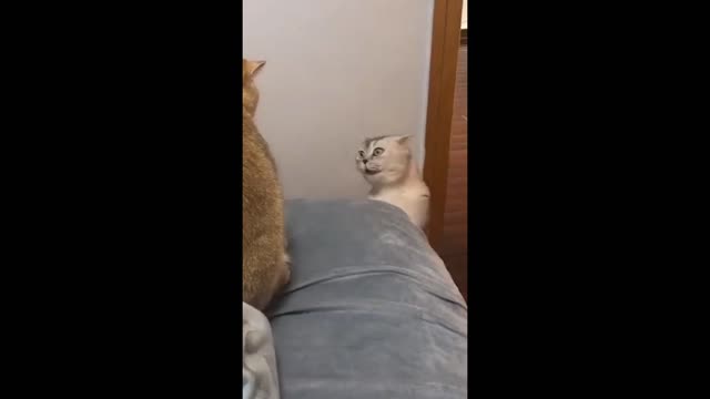 watch the cat acting a lot