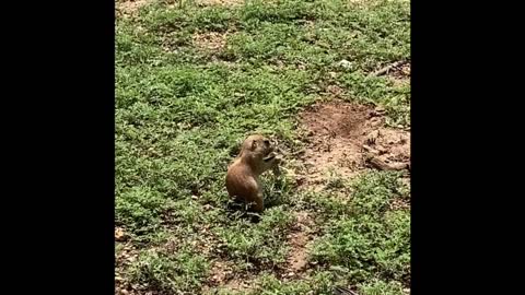 Prairie dogs.