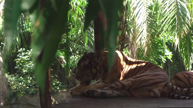 Tigers love to clean very much, they often clean their hair