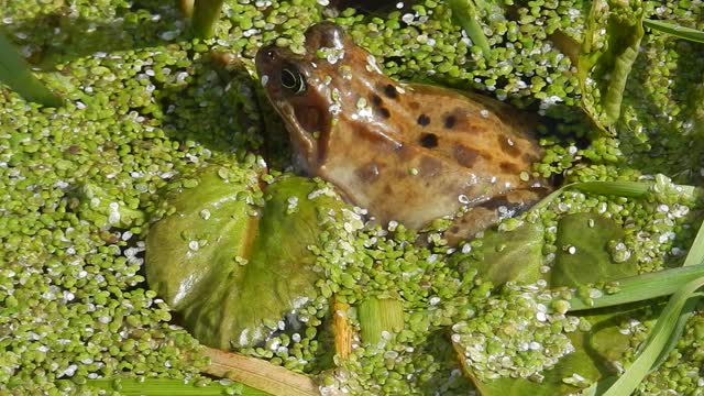 Frog - 15457