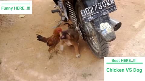 Chicken VS Dog Fight - Funny Dog Fight Videos