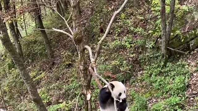 Big panda's daily life