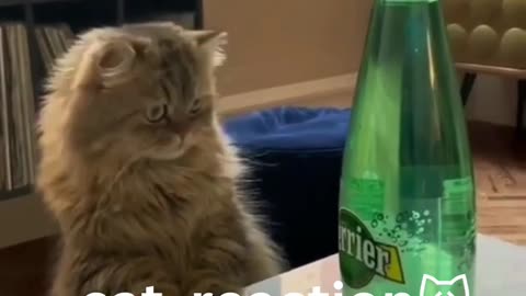 Funny cat/cat's funny reaction/funny animals