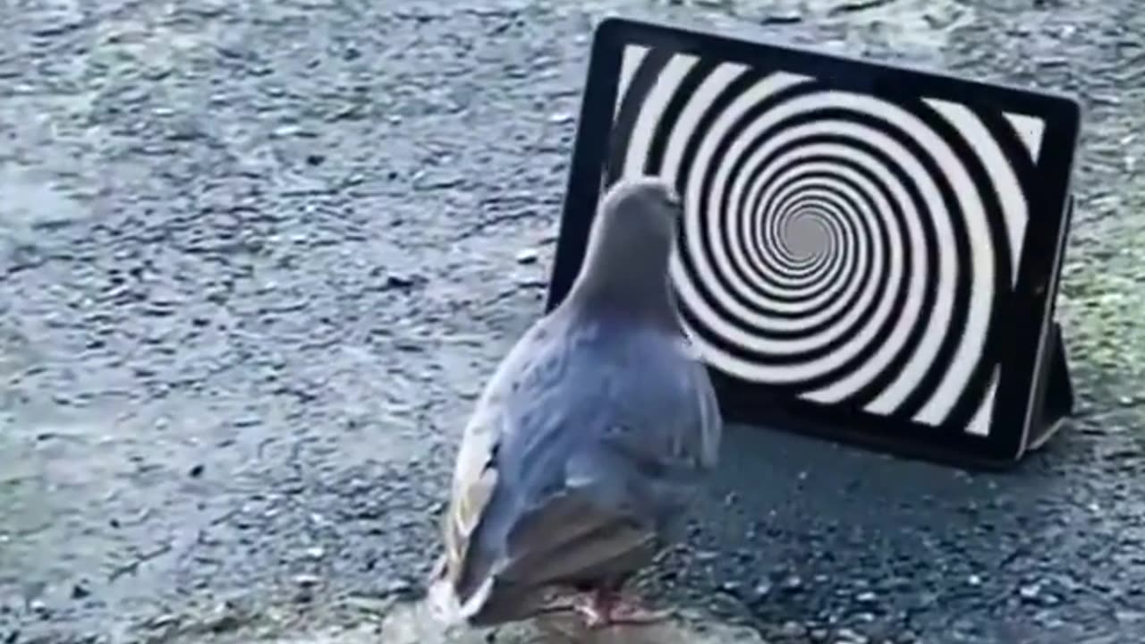 pigeon hipnotised .