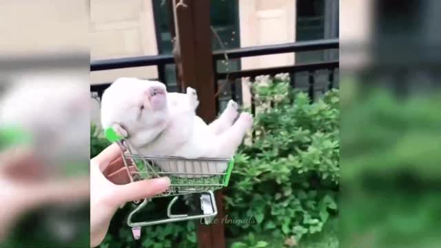 Funny animal video -best cat and dog