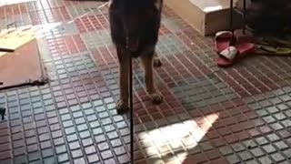 German shepherd dog moves backwards on tile floor