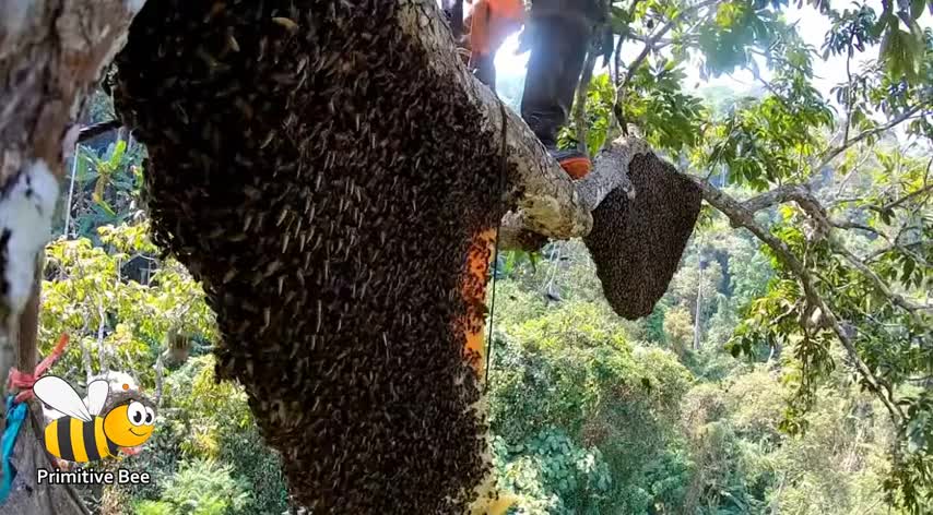 Primitive Technology: Amazing Find Giant Honey Bee For Food In The Mountain Forest