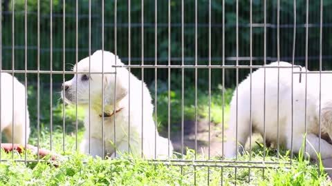 beautiful golden retriever puppy sleeping on nature