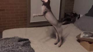 Sphynx cat jumps and plays catch in slow motion