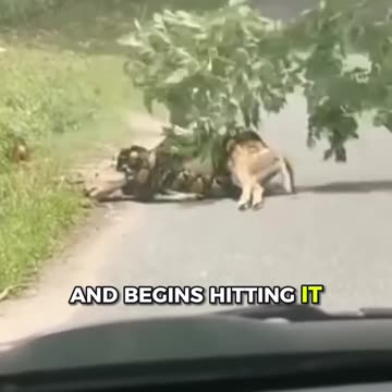 MAN SAVES DEER FROM MASSIVE SNAKE