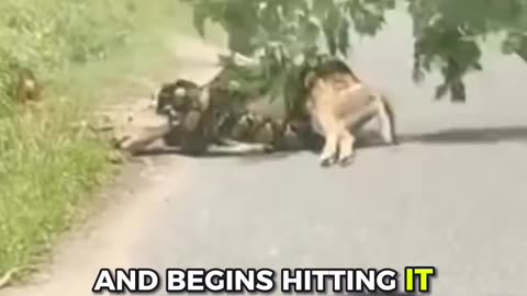 MAN SAVES DEER FROM MASSIVE SNAKE