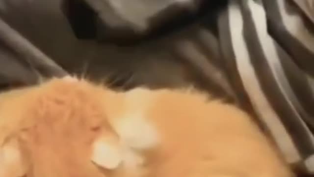 Cats short fight video | Funny cats video