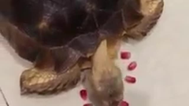 Baby turtle loves to eat red pomegranate seeds.