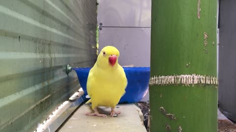 yellow parrot after finishing drinking