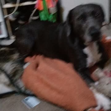 Aggressive over bear