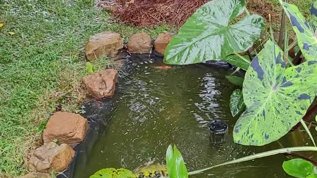 3 days straight of rain. Hope my fishes don't swim out of pond.