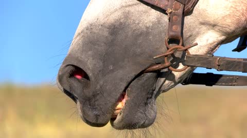 Nostrils of a horse. Snaffle in mouth of animal. I smell freedom. Senses and instincts