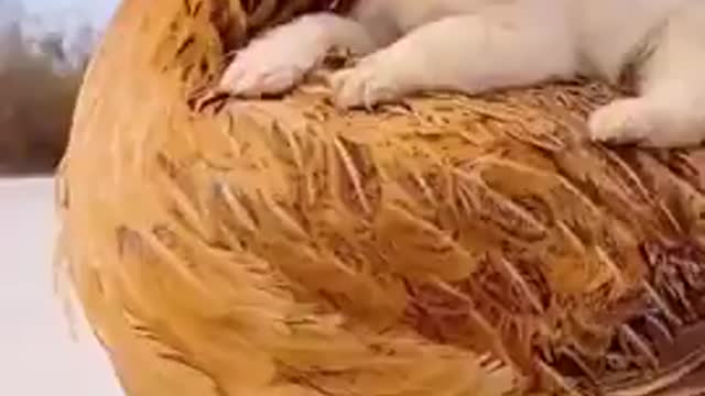 Funny dog video