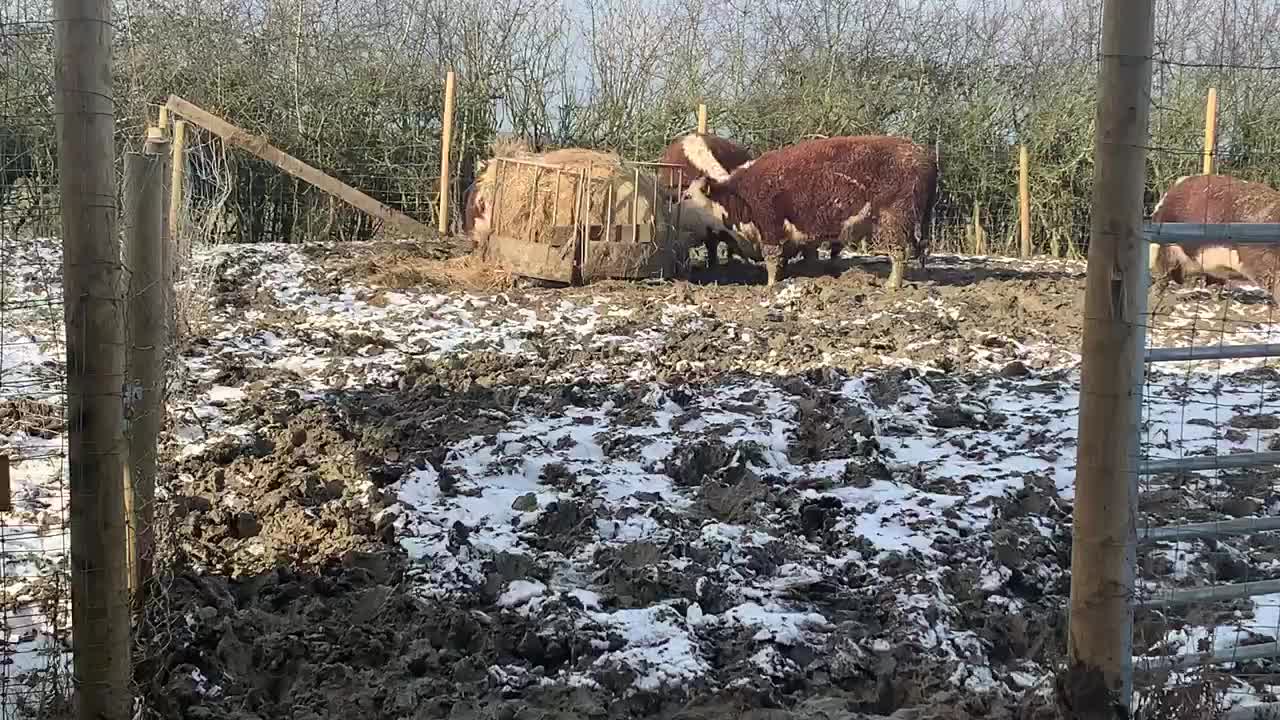 Mini Cows